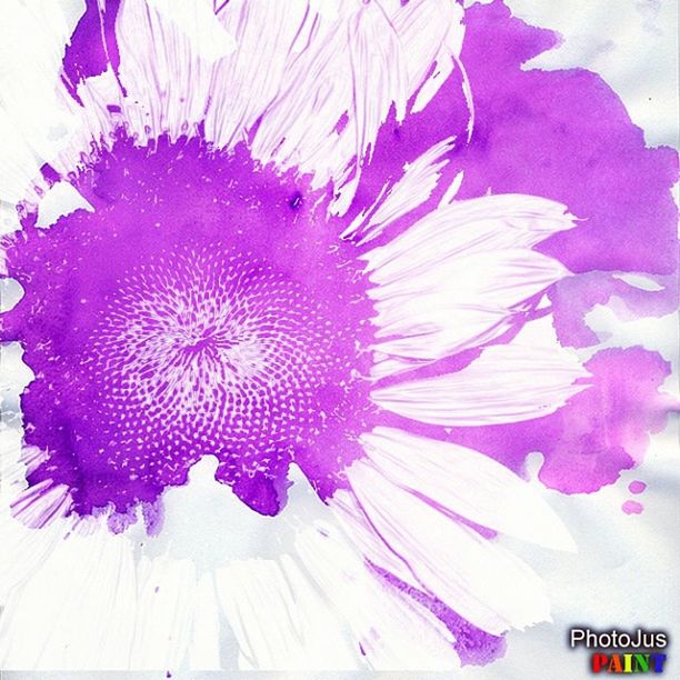 flower, flower head, petal, indoors, close-up, freshness, fragility, purple, no people, beauty in nature, pollen, decoration, high angle view, nature, pink color, art and craft, white color, day, creativity, art