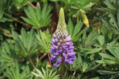 Close-up of purple flowering plant