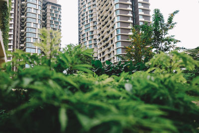 Low angle view of tree with skyscrapers in background