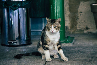 Portrait of cat sitting outdoors