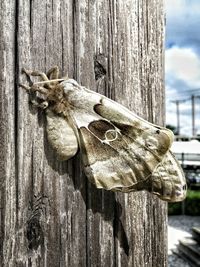Close-up of old wooden wall