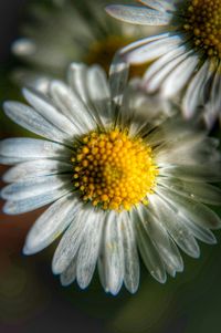 Close-up of white daisy