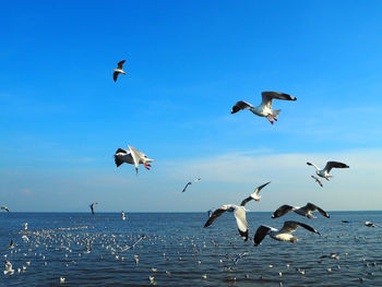 Seagulls flying over sea against sky