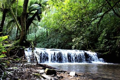 Scenic view of waterfall in forest