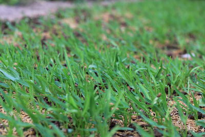 Full frame shot of fresh plants on field