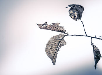 Low angle view of dried plant against clear sky