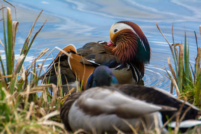 View of ducks swimming on lake