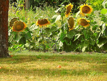 View of flowering plants on field