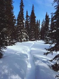 Snow covered trees in forest against sky