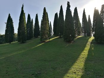 Panoramic shot of trees on landscape against sky