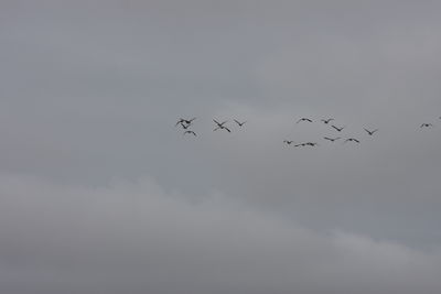 Low angle view of birds flying in sky