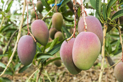 Close-up of fruits growing on tree