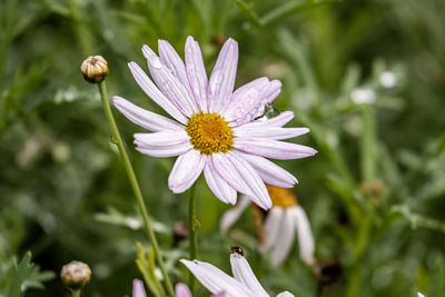Close-up of insect on purple flower
