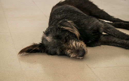 Close-up of a dog sleeping on floor