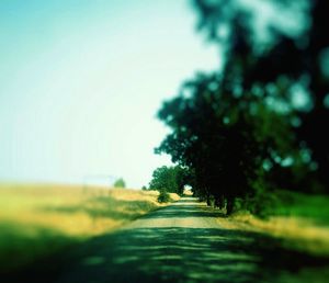 Empty road along trees