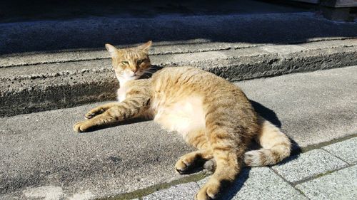 High angle view of cat relaxing on street in city