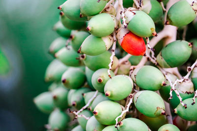 Close-up of berries growing on tree