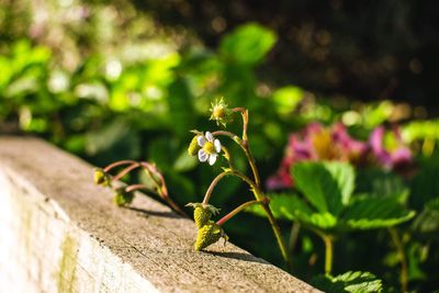 Close-up of insect on plant