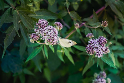 Close-up of butterfly pollinating on purple flowering plant