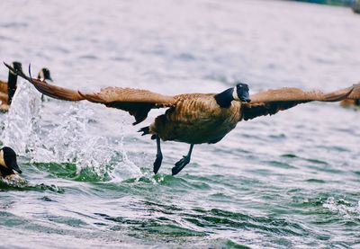Bird flying over sea