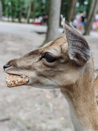 Close-up of a horse