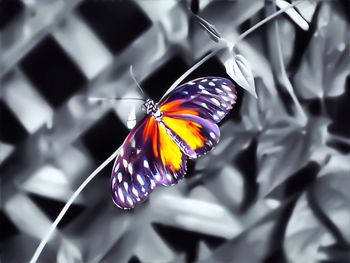 Close-up of butterfly on leaf