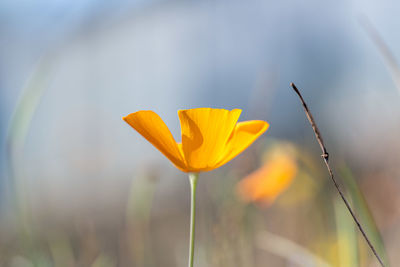 Close-up of yellow flower blooming 