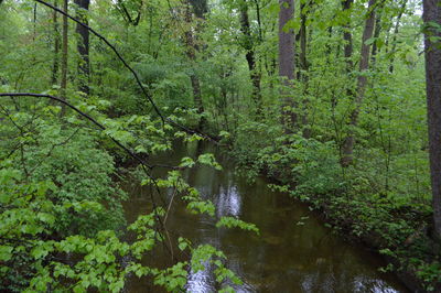 River amidst trees in forest