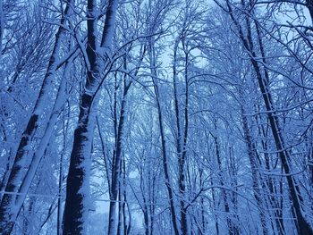 Bare trees on snow covered land