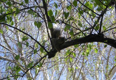 Low angle view of tree against sky