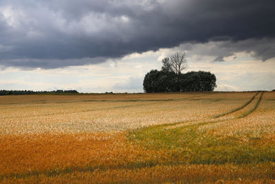 Scenic view of field against sky