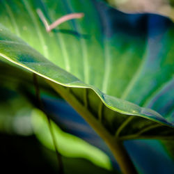 Close-up of green leaves