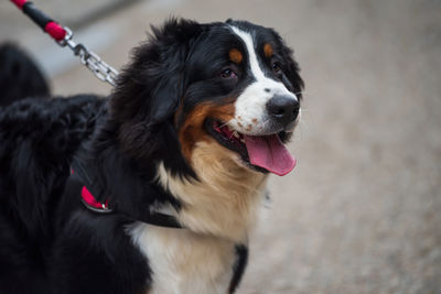 Portrait of cute bernese mountain dog. adorable big pet walking with owner