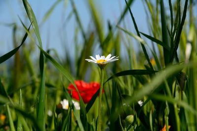 Close-up of red flowers blooming in field