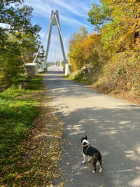 View of dog on road