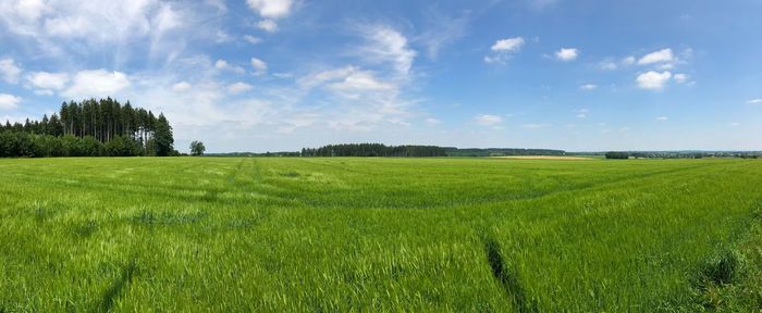 Scenic view of agricultural field against sky