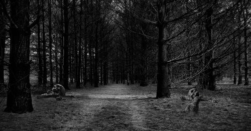 Rear view of horse walking in forest