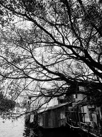 Low angle view of tree against sky