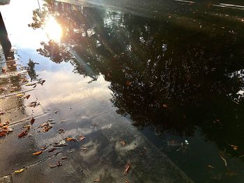 Reflection of trees in lake