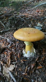 Close-up of mushrooms growing on field