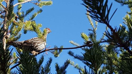 Low angle view of bird perching on tree against sky