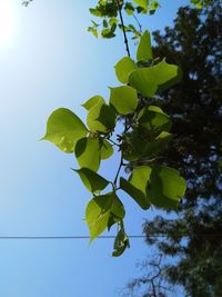 Low angle view of tree against clear sky