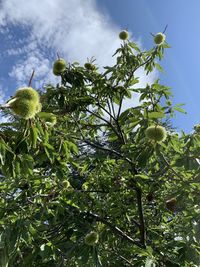 Low angle view of flowering plant against sky