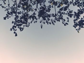 Low angle view of silhouette trees against clear sky