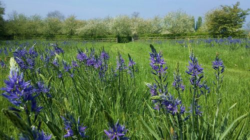 Flowers growing in field