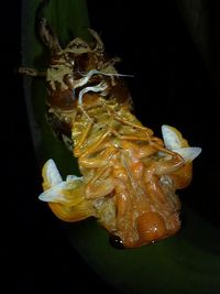 Close-up of a flower in black background