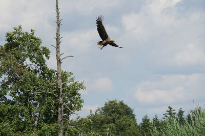 Low angle view of eagle flying against sky