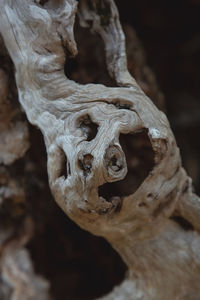 Close-up of animal skull