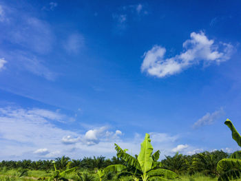 Low angle view of trees against sky