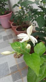 Close-up of white flowers